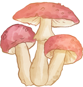 Banner con ilustración de hongo amanita